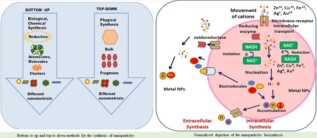 Graphical Abstract